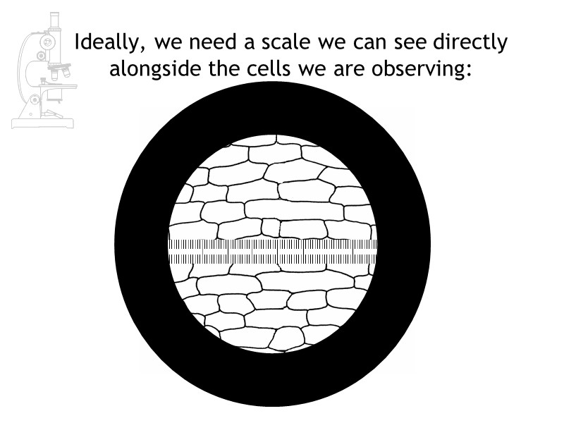 Ideally, we need a scale we can see directly alongside the cells we are